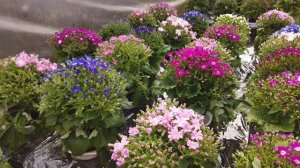 Пропадает Цинерария Гибридная. Что делать дальше?