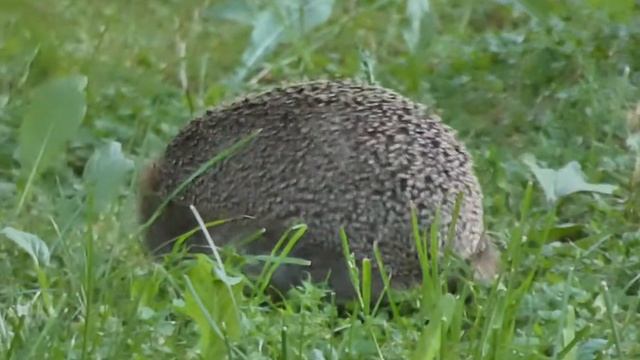 Обыкновенный ёж смотреть онлайн