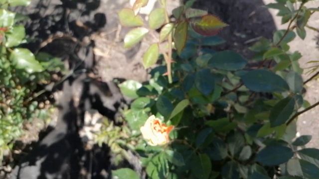 Вигна, спаржевая фасоль, высокие грядки. смотреть онлайн