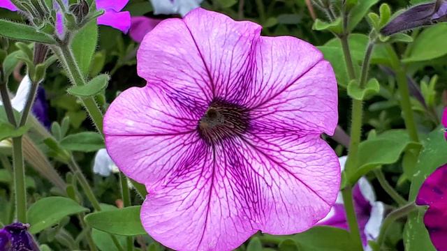 Цветя Лято Петуния смотреть онлайн