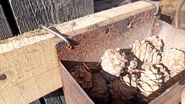 переработка кедровой шишки на орех,processing of pine cones for nuts смотреть онлайн