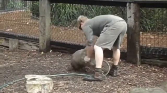 Нападение вомбата | wombat attack смотреть онлайн