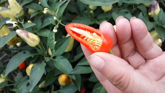 Феникс, декоративный сорт острого перца. смотреть онлайн