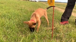 Дрессировка щенка от А до Я. Первое занятие на следу со щенком малинуа.