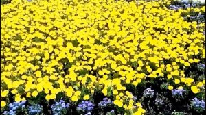 Городские цветы. Клумбы в городе. Flower-bed's in the city