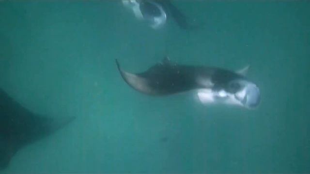 Королевские Манты 2 смотреть онлайн