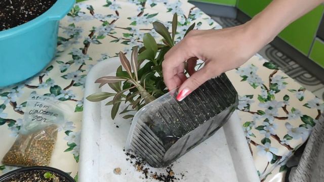 АДЕНИУМ СЕЯНЦАМ полгода #адениум #bonsai #adenium