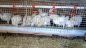 Готовим смесь из пшеницы и кукурузы для бройлеров с 25 дня