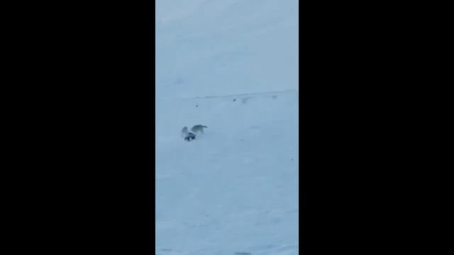 росомаха против волков смотреть онлайн