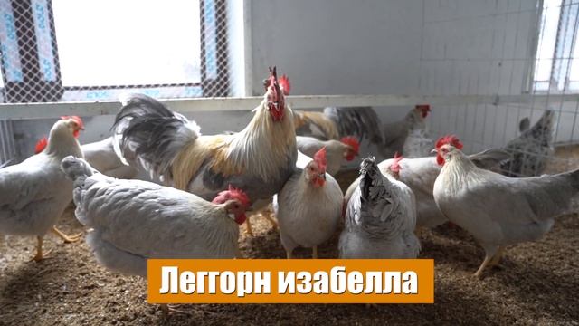 Леггорн Изабелла | куры несушки | породы кур смотреть онлайн