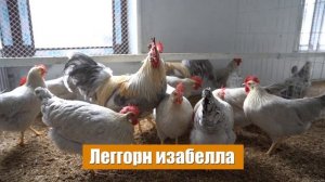 Леггорн Изабелла | куры несушки | породы кур