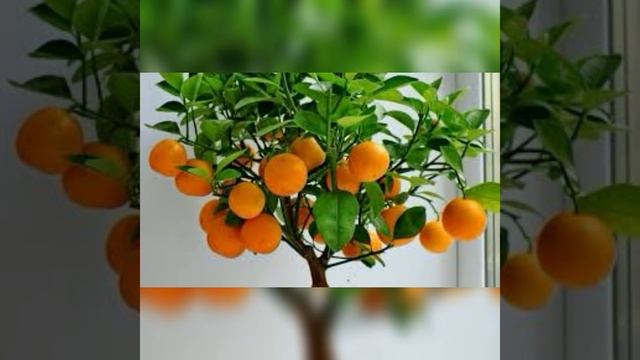 Как вырастить МАНДАРИН из косточки в домашних условиях? смотреть онлайн