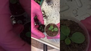 ПИКИРОВКА ПЕТУНИИ #рекомендации #петуния #пикировкарассады #пикировка #петунияизсемян #петуха