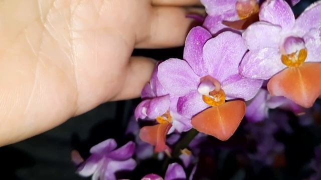 ОРХИДЕИ В ЛЕТТО/МОИ ПОКУПКИ/