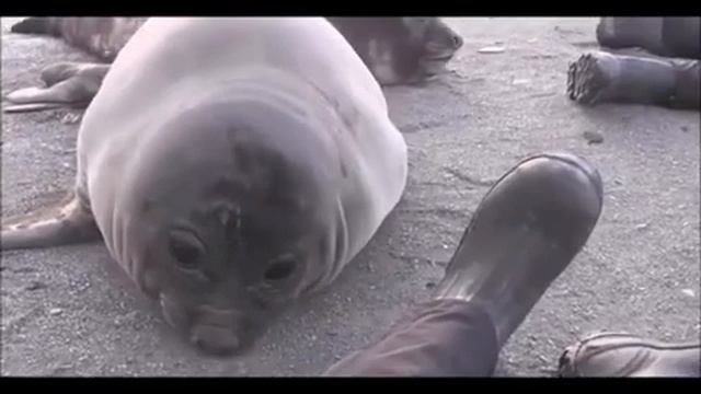 Чихающий морж смотреть онлайн