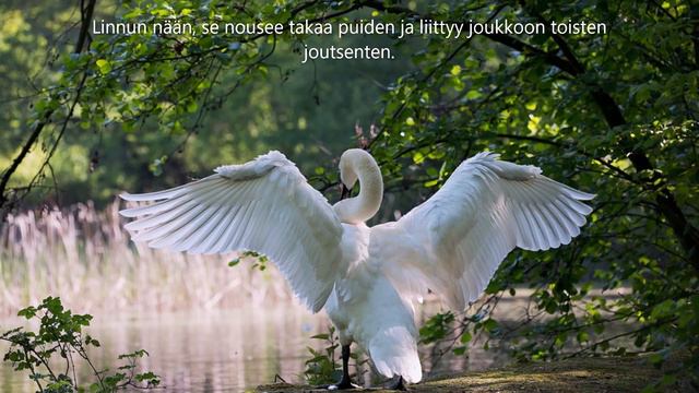 Mika Ja Turkka Mali - Villit Joutsenet (sanat)