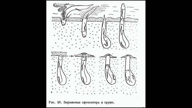 Двоякодышащие рыбы
