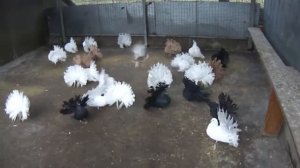 Голуби павлины