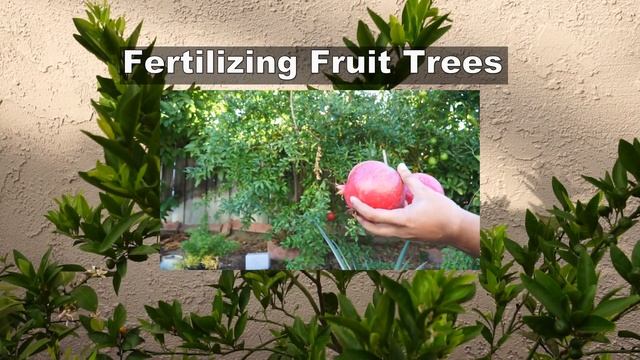 Growing Dwarf Citrus Trees In Containers - Kishu Mandarin смотреть онлайн