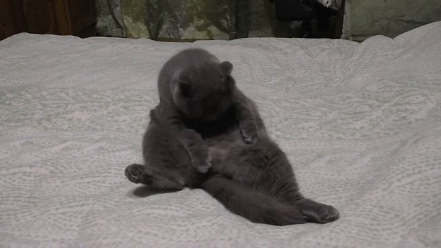 Котейка Альф (16.04.2011 - 23.07.2024).