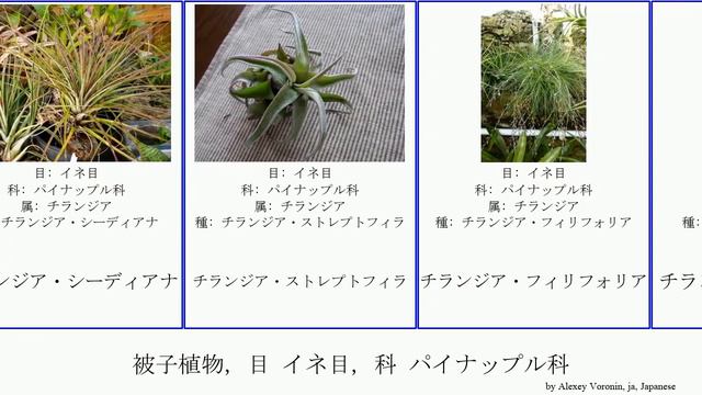 被子植物, 目 イネ目, 科 パイナップル科 Featuring Angiosperms チランジア・カプトメドゥーサエ チランジア・シーディアナ Koita Bromeliaceae アナナス属