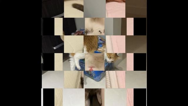 Здесь кошки, которые даже не догадываются, что вы их снимаете, вместо того, чтобы помочь. смотреть онлайн