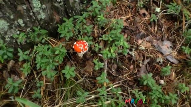 Рядовка Земляная серая. Грибы Мокрухи и Маслята в Гусино. смотреть онлайн