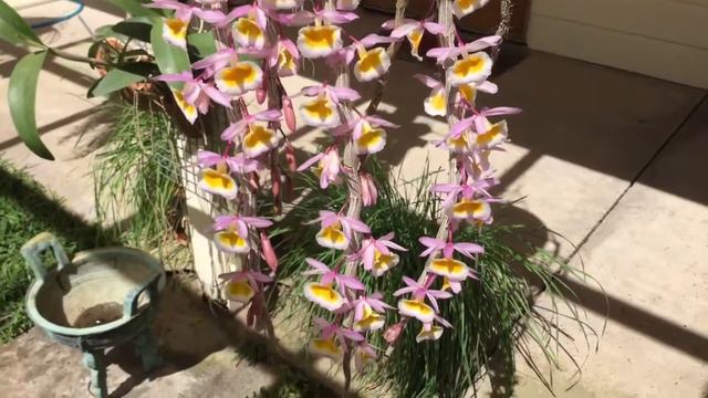 Orchid Dendrobium Primulinum Yellow смотреть онлайн