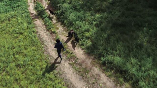 Создала приют для бездомных собак | Человек года смотреть онлайн