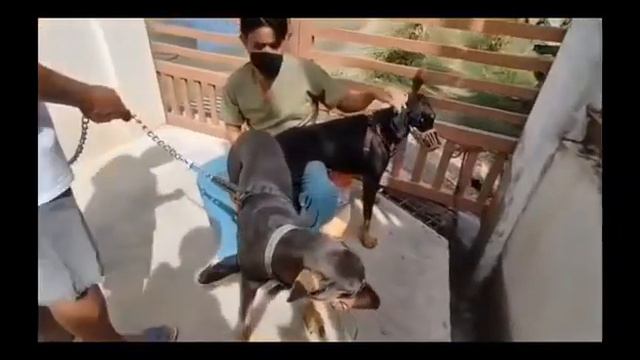 DOBERMAN MATING смотреть онлайн