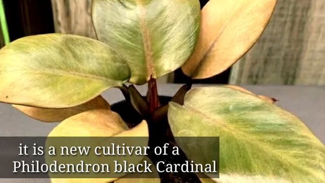 Philodendron Black Cardinal Caramel What a beauty to behold! смотреть онлайн