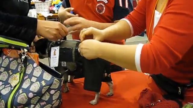 зимнее пальто для чихуа-хуа смотреть онлайн