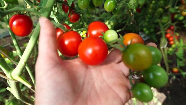 Лучшие сорта томатов этого года.. Томат черри сакура..mp4 смотреть онлайн