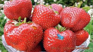 Земляника садовая Максим (Гигантелла Максим) ? обзор: как сажать, рассада земляники