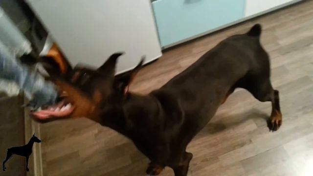 Doberman Playing Tug / Доберман Ника играет в перетягивание
