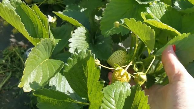 Молинг Столетие вкуснючая и сладкучая земляника. смотреть онлайн