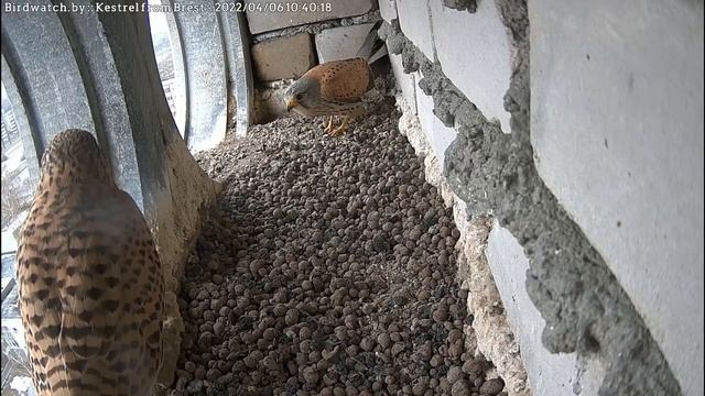 Пара - 6 апреля 2022