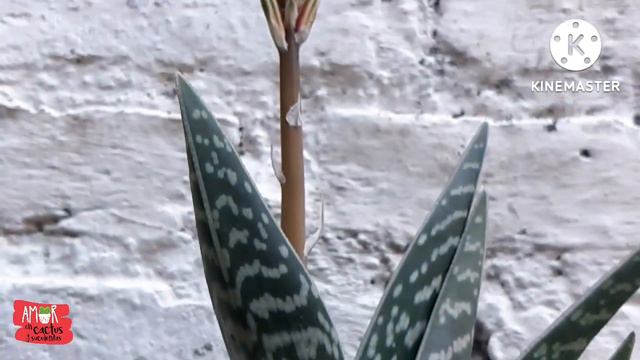 Mi aloe Florecio ♥️ смотреть онлайн