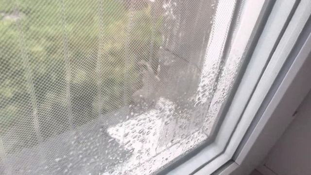 Воробей. Меня любят маленькие птички 🐦, но и большие птицы тоже любят меня. смотреть онлайн