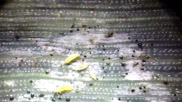 Thrips (Thysanoptera), feeding symptoms смотреть онлайн