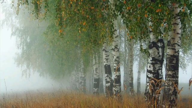 Стихотворение Сергея Есенина "Я усталым таким ещё не было" Читает Дмитрий Ясенецкий. смотреть онлайн