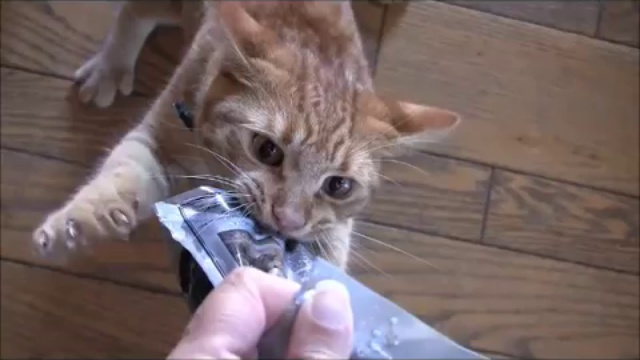 Кошки! Улыбнись