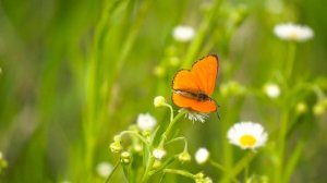 Милость Твоя надо мной велика| Христианская песня