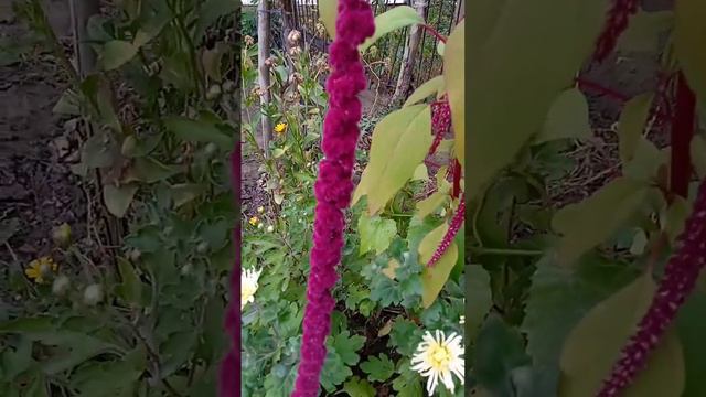 🌿Амарант🌿Род однолетних травянистых растений🌱🌿 смотреть онлайн