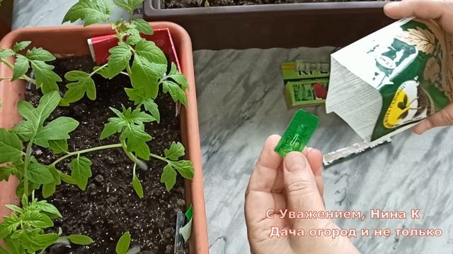 НЕ ВНОСИТЕ ЭТО СУПЕР СРЕДСТВО ПОКА НЕ ПОСМОТРИТЕ ВИДЕО! РЕГУЛЯТОР РОСТА РАССАДЫ ТОМАТОВ! смотреть онлайн