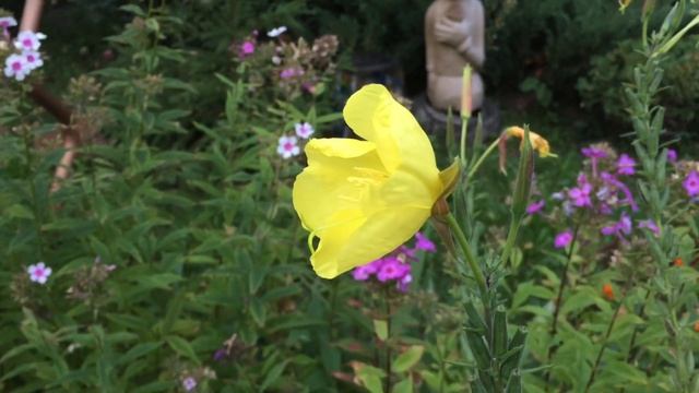 Удивительно! Энотера - цветок, раскрывающийся на Ваших глазах смотреть онлайн