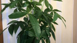 Пахира. Что это? Вся ПРАВДА