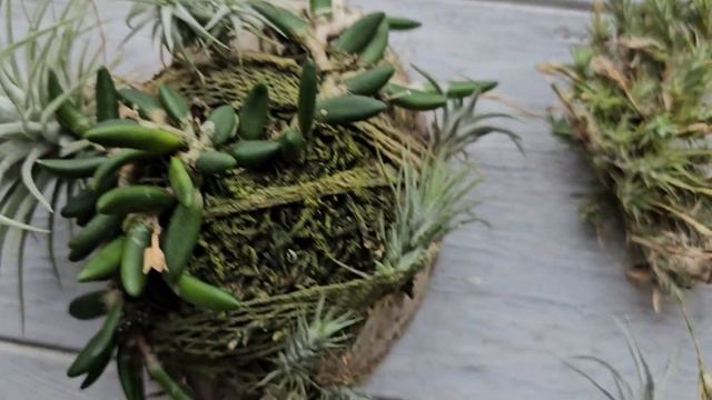 Тилландсии малышки. Самые миниатюрные тилландсии в коллекции.