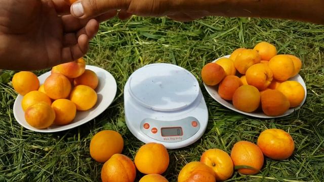 Абрикос Крымский Амур смотреть онлайн