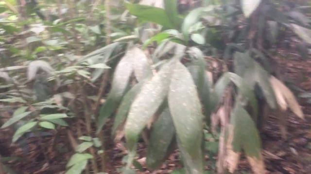 Перу.Город Икитос.Амазонка.Джунгли.Эколодж.2017 4 смотреть онлайн